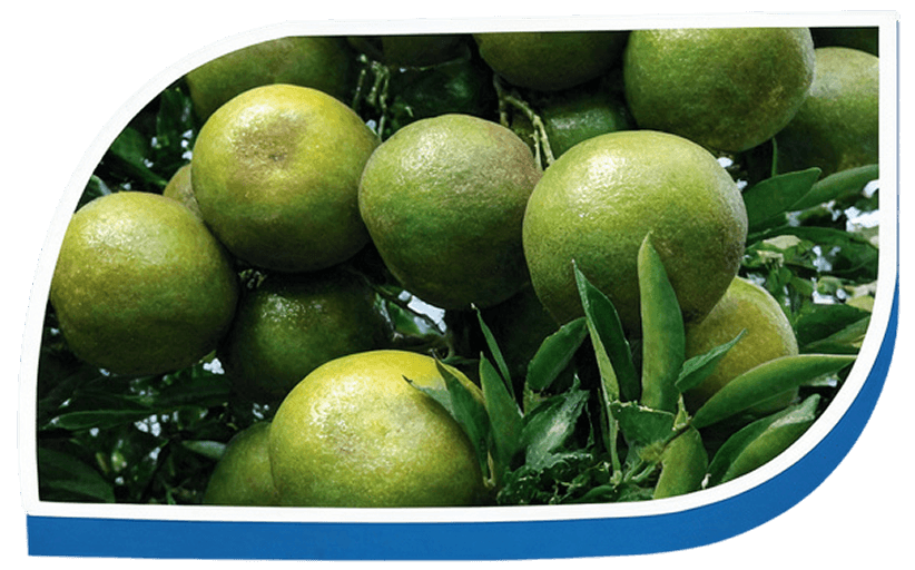 ผลไม้และพืชผล 2