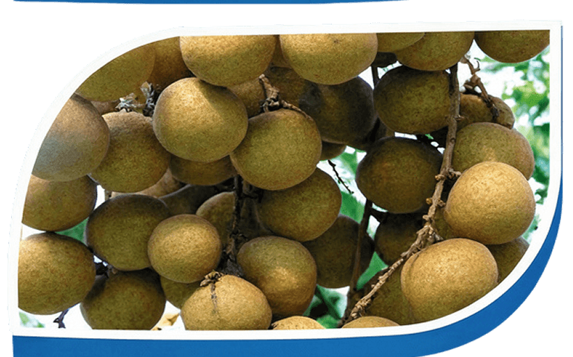 ผลไม้และพืชผล 3