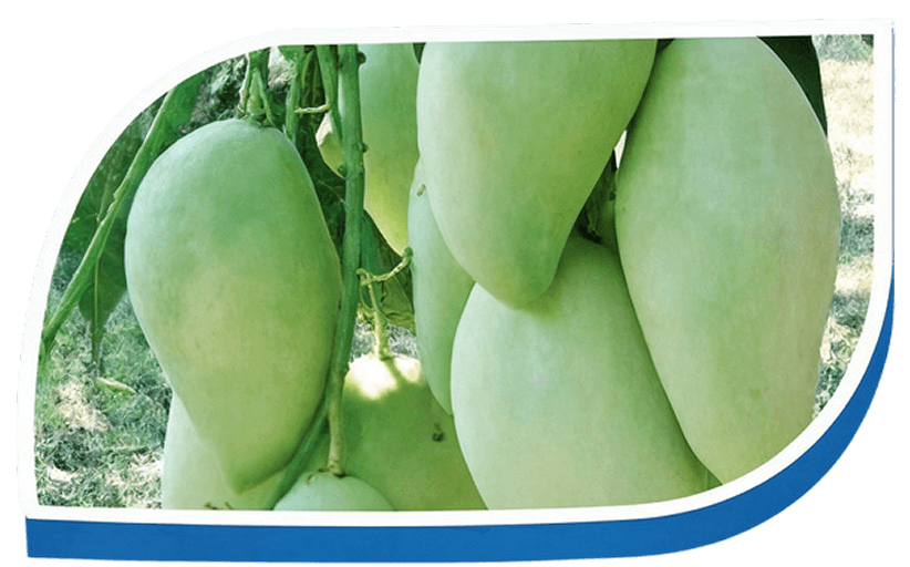 ผลไม้และพืชผล 4